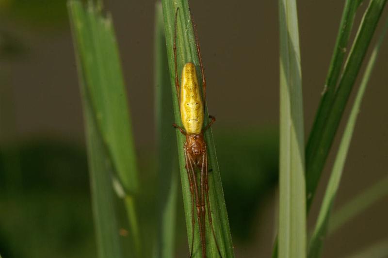 Tetragnatha_extensa_D5080_Z_88_Canal du Nivernais_Frankrijk.jpg